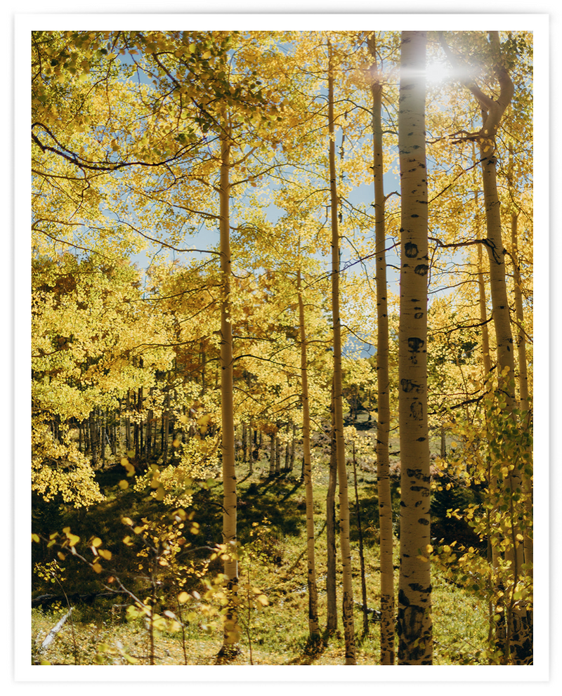 Autumn Aspens Print - 8 x 10