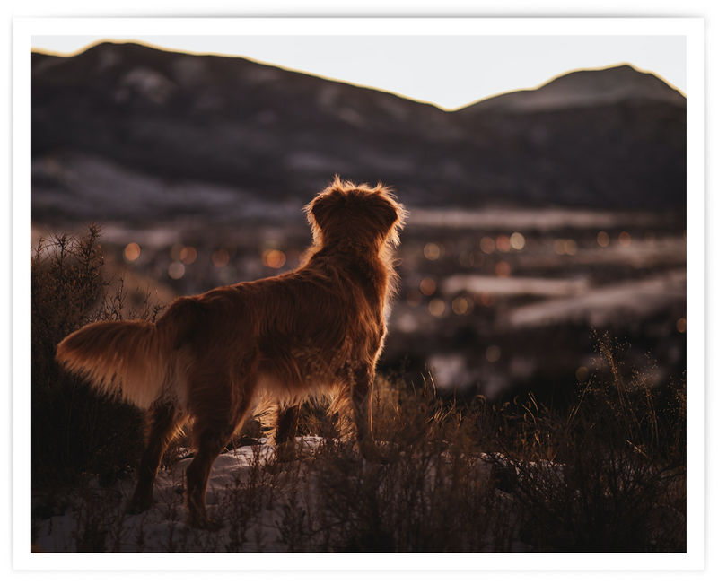 Mountain Dog Print - 8 x 10